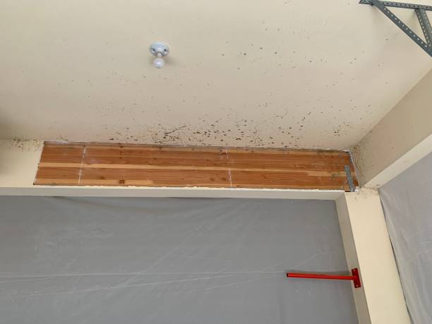 Forensic Mold Investigation in Reeds Spring, MO