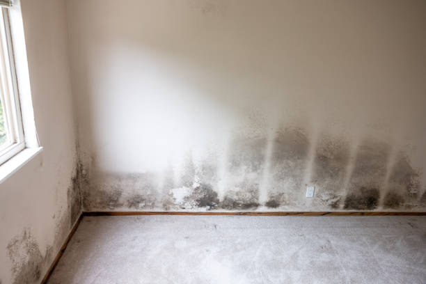 Best Industrial Mold Remediation  in Reeds Spring, MO